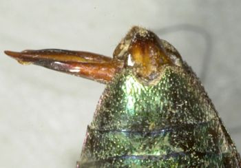 Media type: image;   Entomology 2697 Aspect: anal sclerite